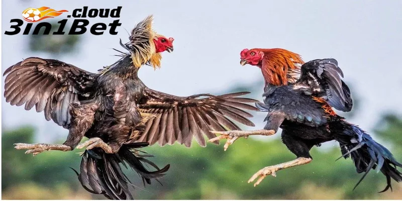 Đá Gà 3IN1BET - Nơi Mang Đến Cho Bạn Giải Thưởng Hấp Dẫn 3 Một số thể loại đá gà trực tiếp 3IN1BET được ưa chuộng nhất