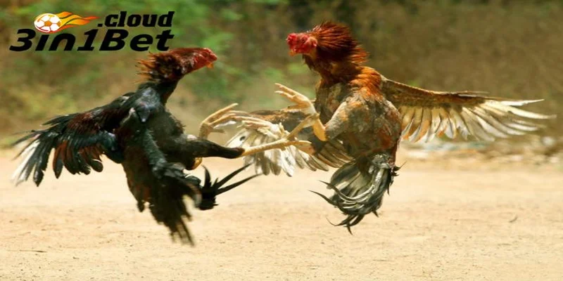 Kinh Nghiệm Đá Gà Cựa Sắt Giúp Bạn Luôn Giành Chiến Thắng 3 Những yếu tố giúp chiến kê giành chiến thắng